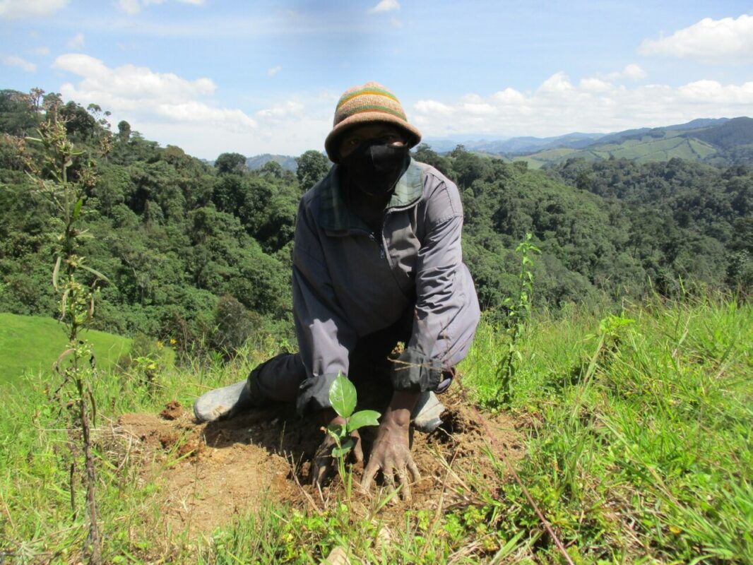 Plant a Tree in Gishwati Forest - Image 9