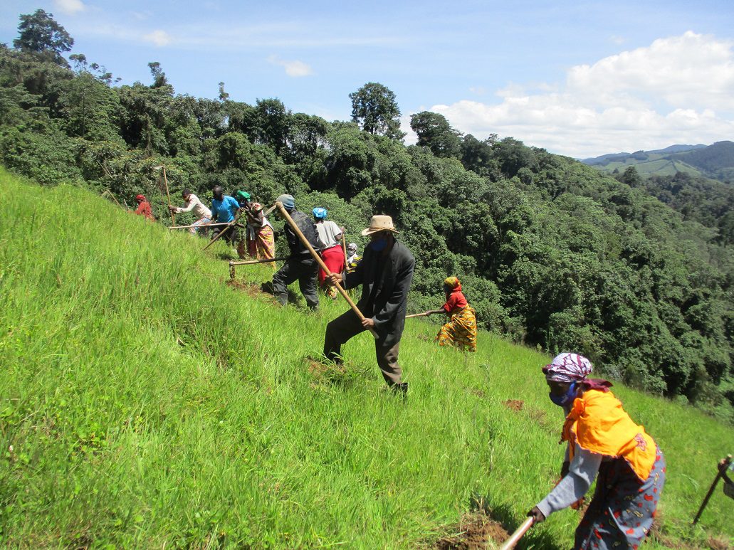 Plant a Tree in Gishwati Forest - Image 10