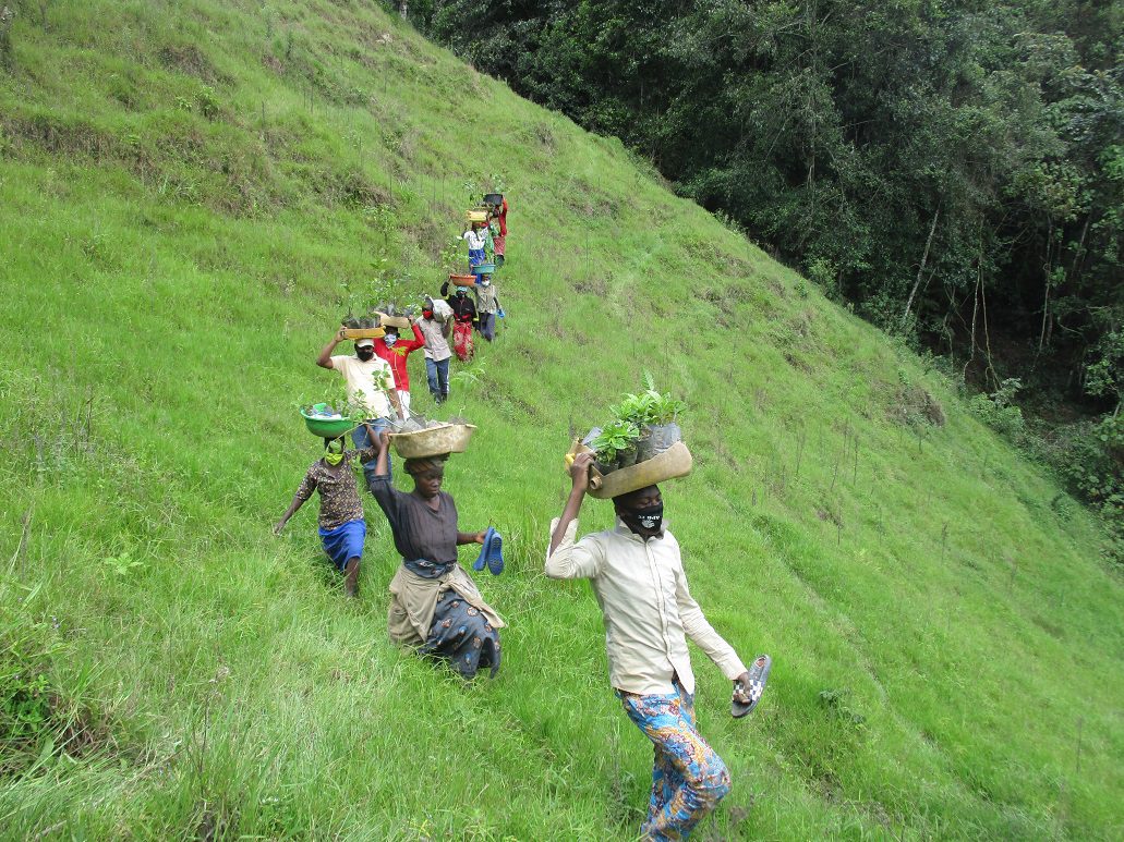 Plant a Tree in Gishwati Forest - Image 8