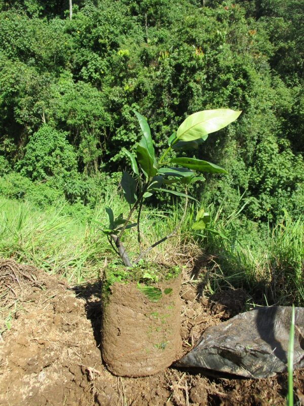 Plant a Tree in Gishwati Forest - Image 6