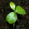 Lemon seedling 1