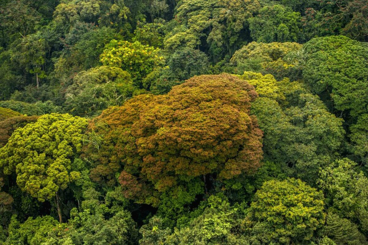 Plant a Tree in Gishwati Forest - Image 3