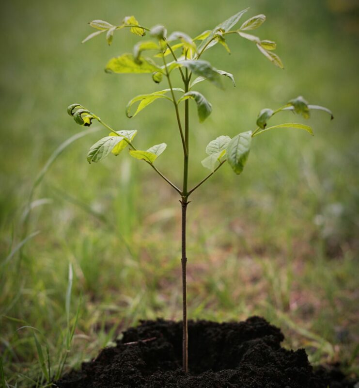 Plant a Tree in Gishwati Forest