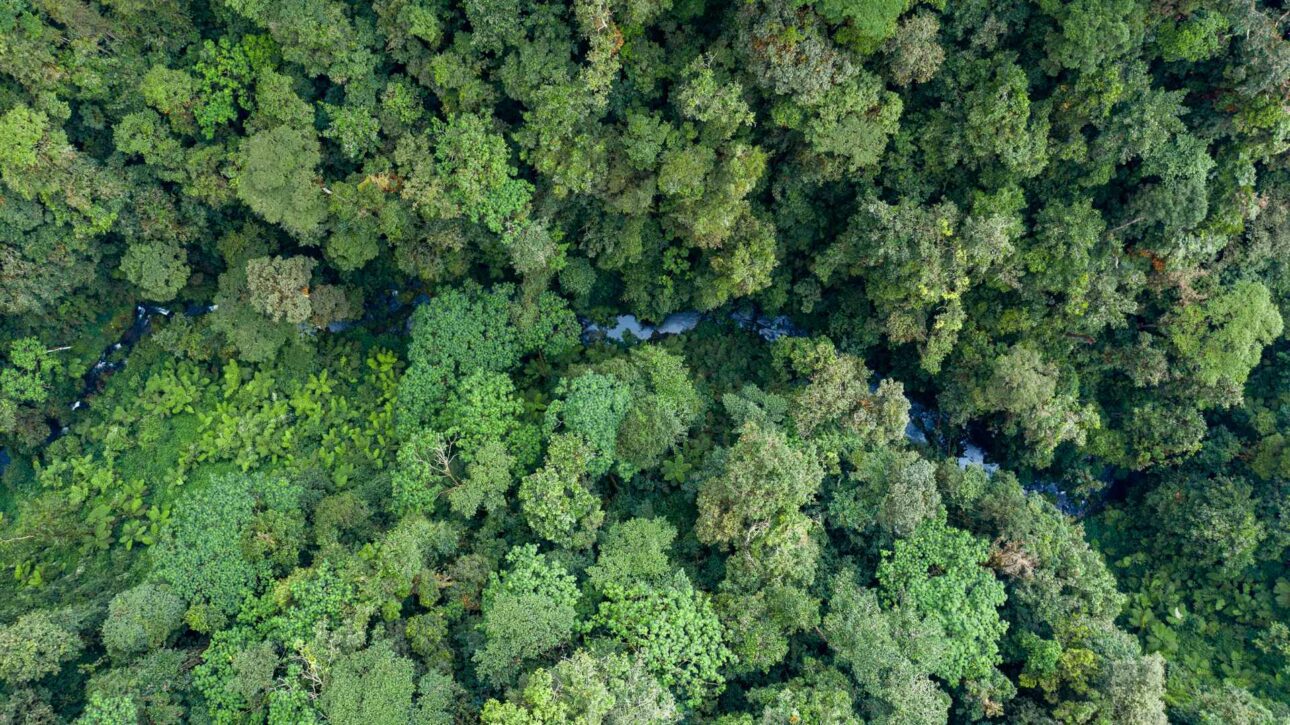 Plant a Tree in Gishwati Forest - Image 11