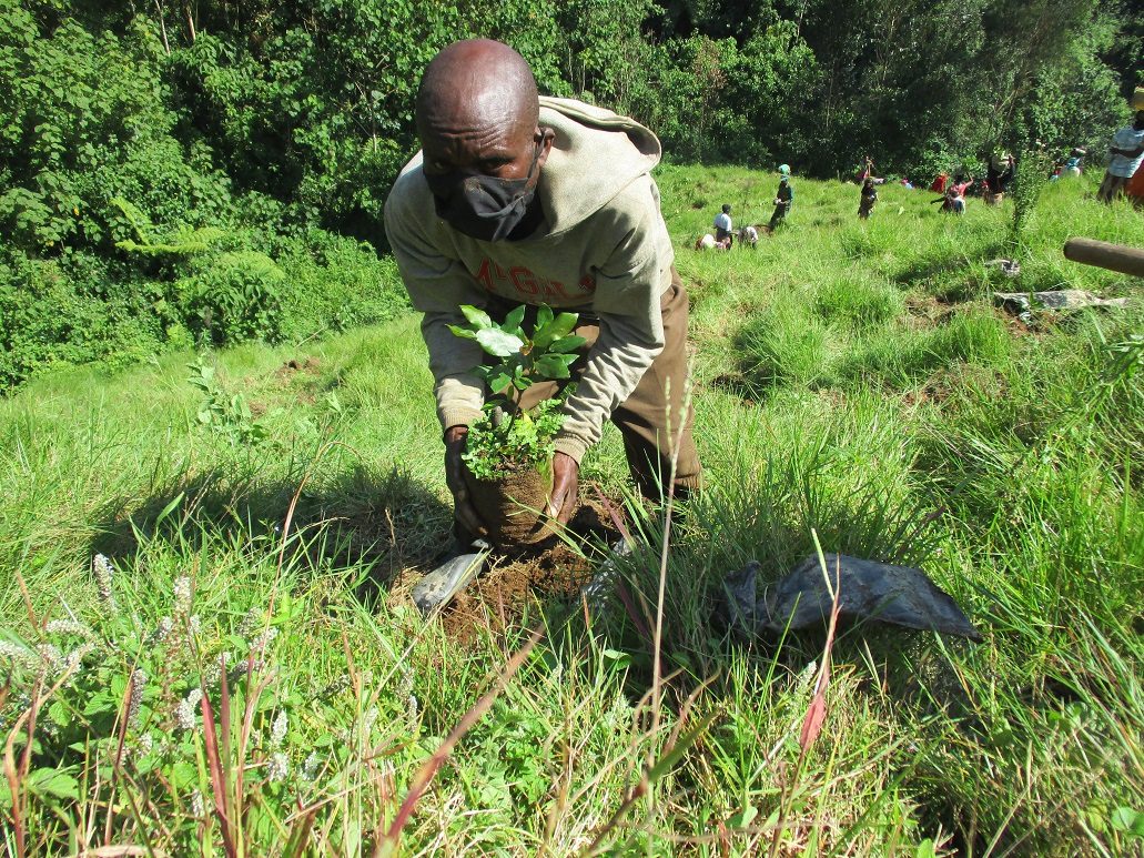 Plant a Tree in Gishwati Forest - Image 7