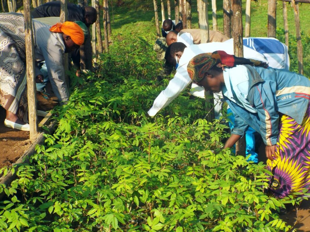 Plant a Tree in Gishwati Forest - Image 4