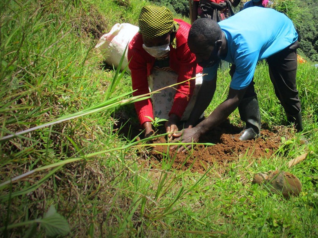 Plant a Tree in Gishwati Forest - Image 2