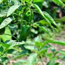 Delicious peppers that grow in the field Delicious peppers that grow in the field