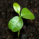 Tangerine sprout close – up view. Citrus sprout Tangerine sprout close - up view. Citrus sprout