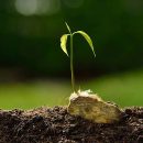 Green sprout growing from seed.(mango tree) Green sprout growing from seed.(mango tree)
