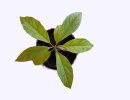 avocado-seedling.jpg avocado-seedling.jpg